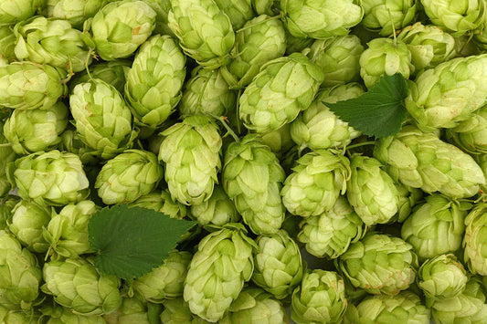 🌿 Hops (Humulus lupulus)
