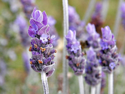💜 Lavender (Lavandula angustifolia)