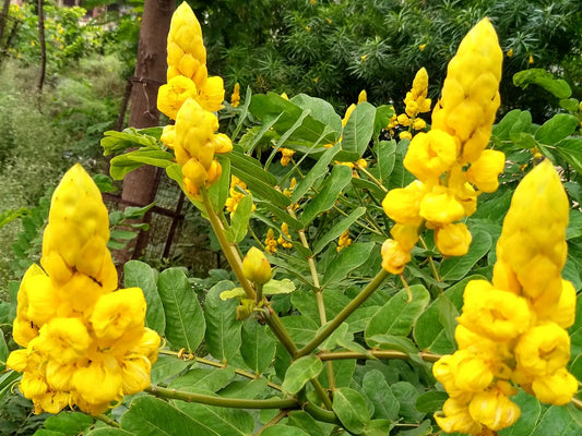 🌿 Senna (Senna alexandrina)