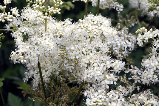 🌸 Meadowsweet (Filipendula ulmaria)