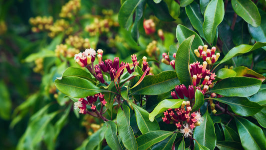 🌟 Clove (Syzygium aromaticum)