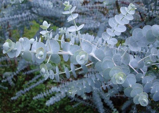 🌿 Eucalyptus (Eucalyptus globulus)