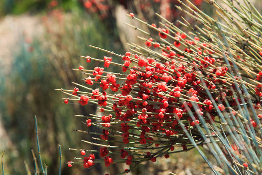 🌿 Ephedra (Ephedra sinica)