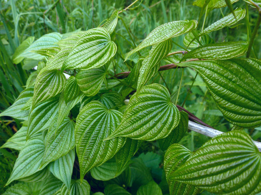 🌿 Wild Yam (Dioscorea villosa)