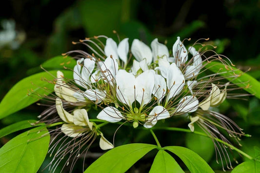 🌿 Varuna (Crataeva nurvala)
