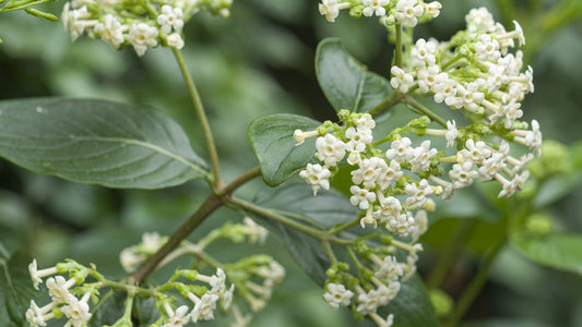 🌳 Cinchona (Cinchona officinalis)