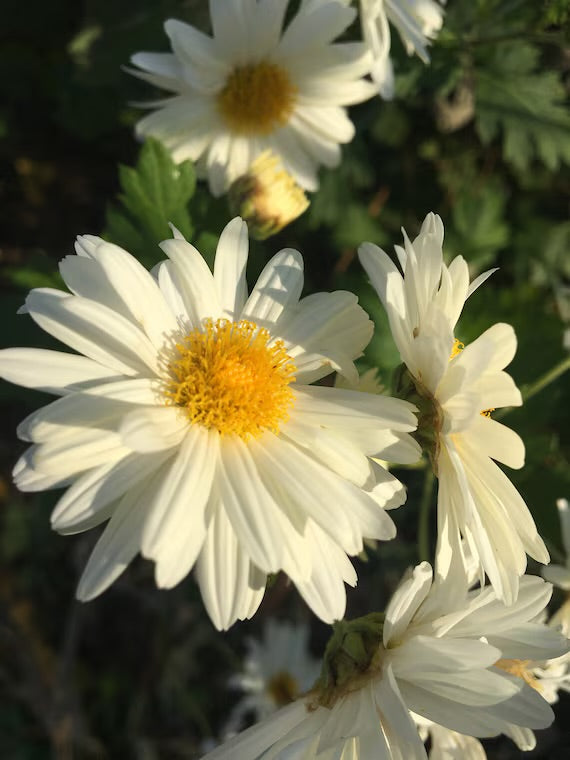 🌼 Ju Hua (Chrysanthemum Morifolium)