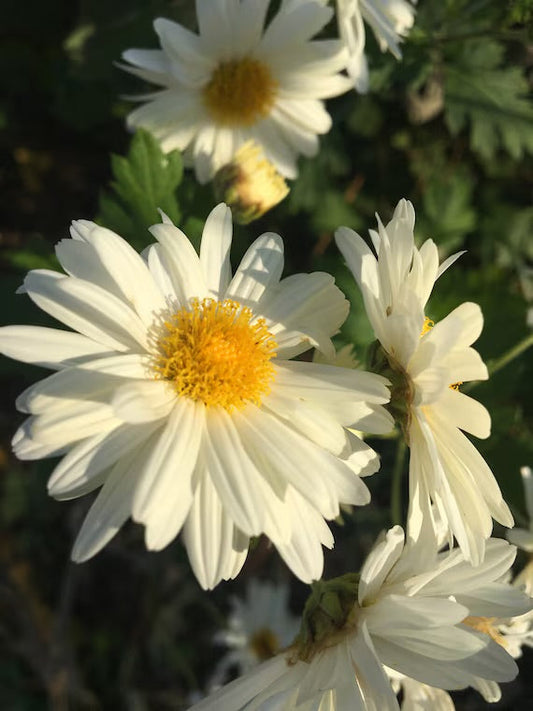 🌼 Ju Hua (Chrysanthemum Morifolium)