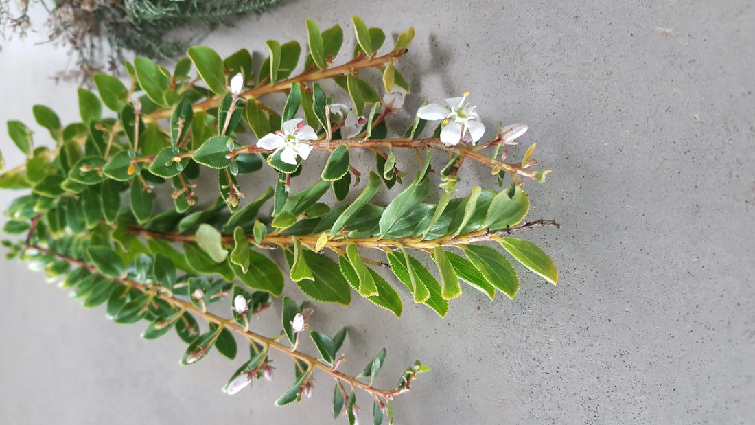 🌿 Buchu (Agathosma Betulina)