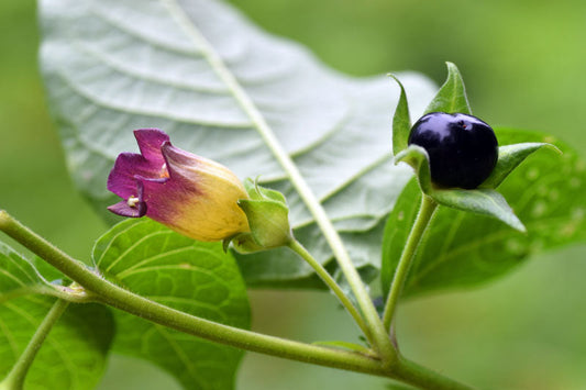 🌿 Deadly Nightshade (Atropa Belladonna)