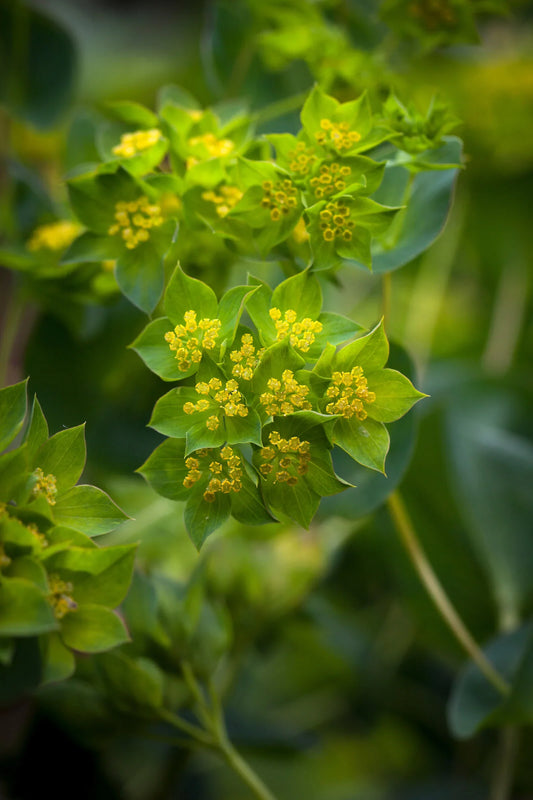 🌿 Bupleurum (Bupleurum Falcatum)
