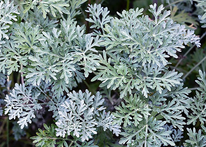 🌿 Wormwood (Artemisia Absinthium)