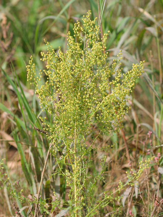 🌿 Sweet Wormwood (Artemisia Annua)