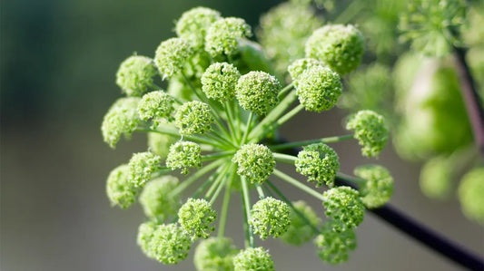 🌿 Angelica Root (Angelica Archangelica)