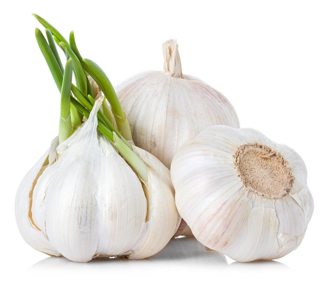 🧄 Garlic (Allium Sativum)