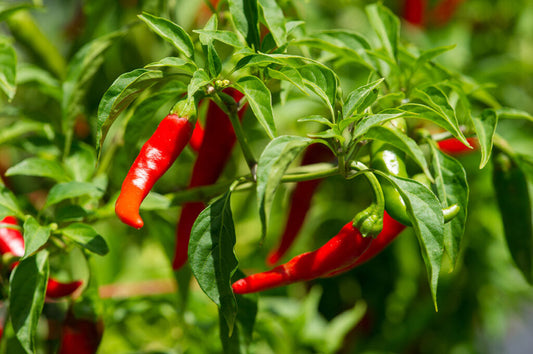 🌶️ Cayenne Pepper (Capsicum annuum)
