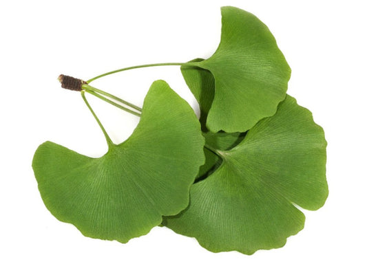 Ginkgo biloba L. maidenhair tree (EN) Ginkgophyta. Ginkgoopsida.