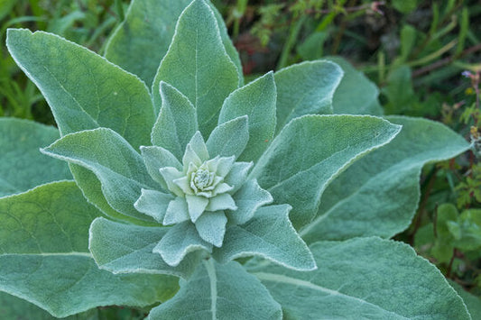Mullein Verbascum thapsus L. (Scrophulariaceae)