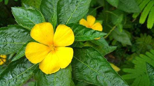 Damiana Tunera Diffusa