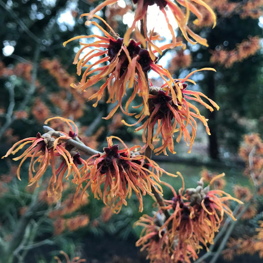 🌿 Witch Hazel (Hamamelis Virginiana)