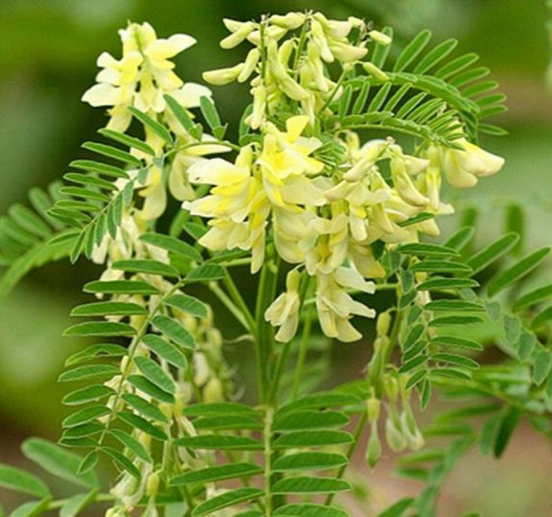 🌟 Astragalus Root (Astragalus Membranaceous)