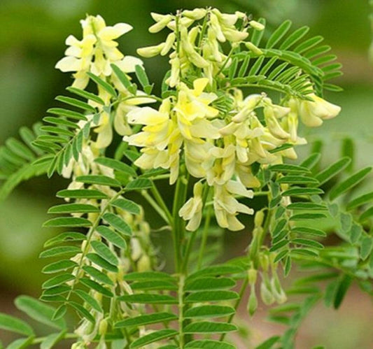🌟 Astragalus Root (Astragalus Membranaceous)