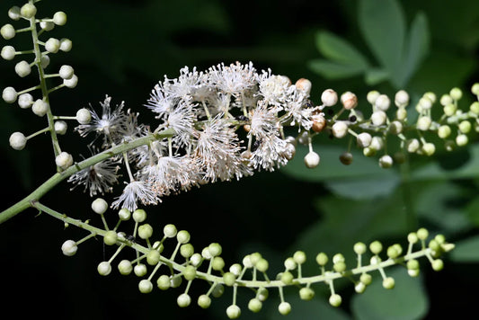 🌘 Black Cohosh (Actaea racemosa)