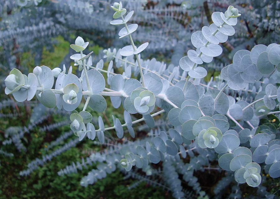 🌿 Eucalyptus (Eucalyptus globulus)