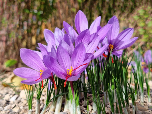 🌼 Saffron (Crocus sativus)