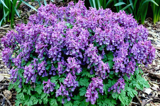 🌿 Corydalis (Corydalis yanhusuo)