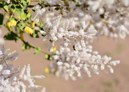 🌿 Myrrh (Commiphora myrrha)