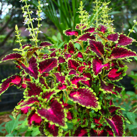 🌿 Coleus (Coleus forskohlii)