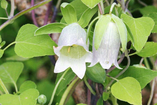 🌿 Codonopsis (Codonopsis pilosula)