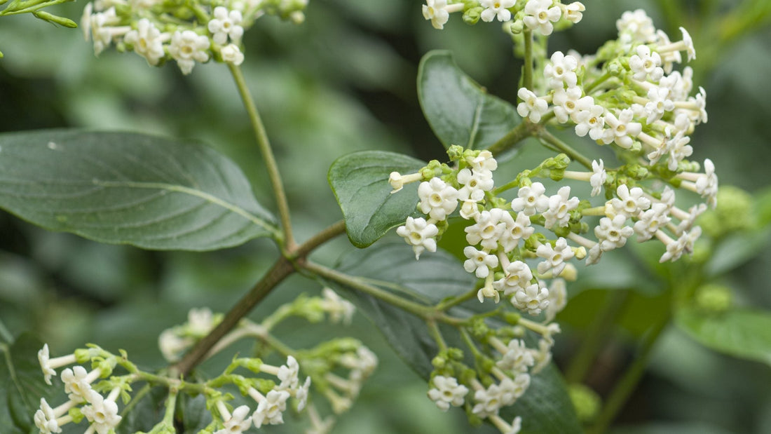 🌳 Cinchona (Cinchona officinalis)