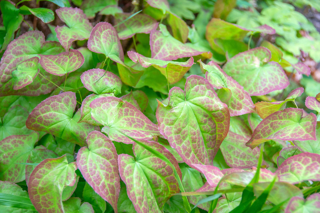 🪷 Horny Goat Weed (Epimedium grandiflorum)