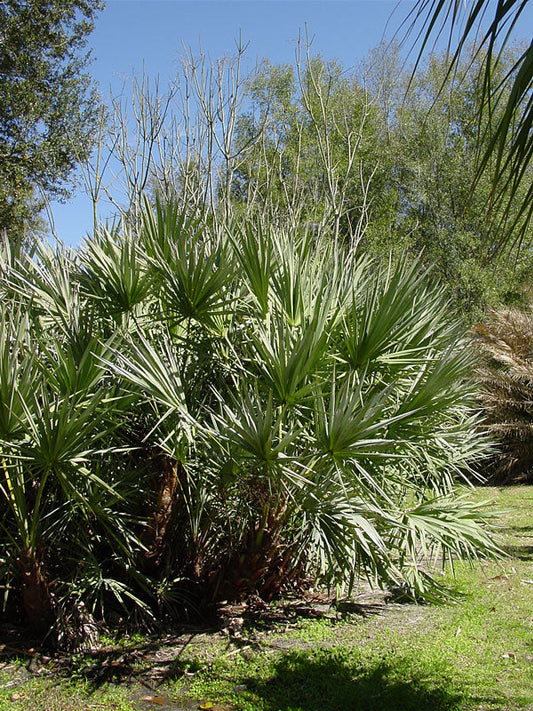 🌴 Saw Palmetto (Serenoa Repens)