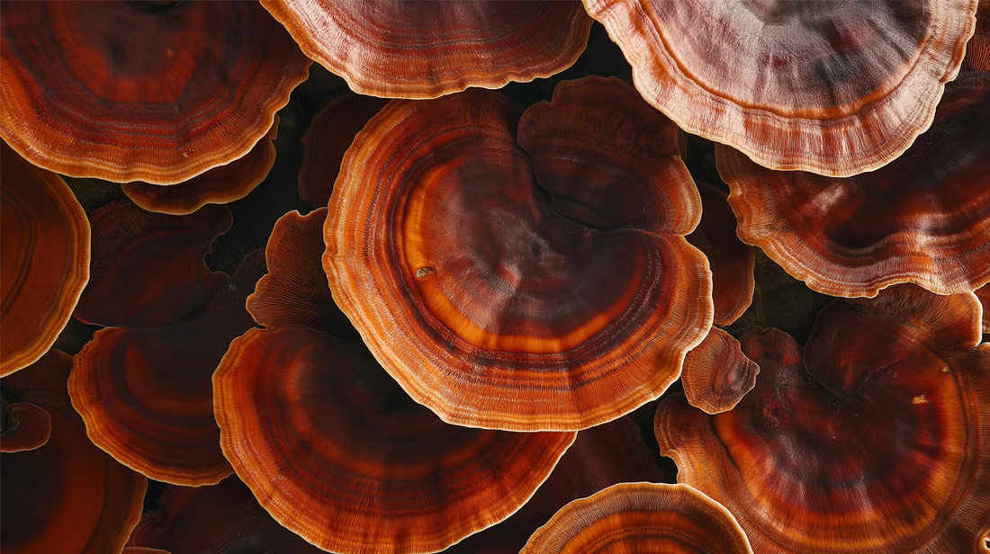 🍄 Reishi Mushroom (Ganoderma Lucidum)