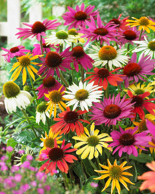 🌸 Echinacea Root (Echinacea Purpurea, Echinacea Angustifolia)