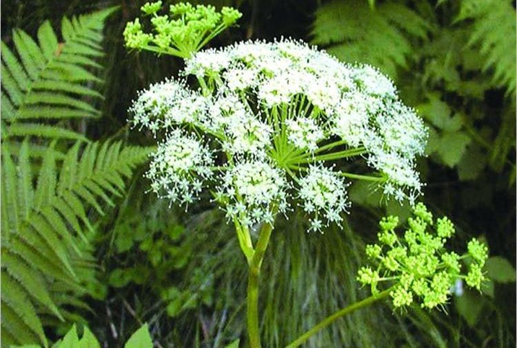 🌸 Dong Quai (Angelica Sinensis)