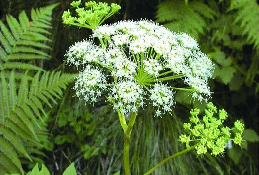 🌸 Dong Quai (Angelica Sinensis)