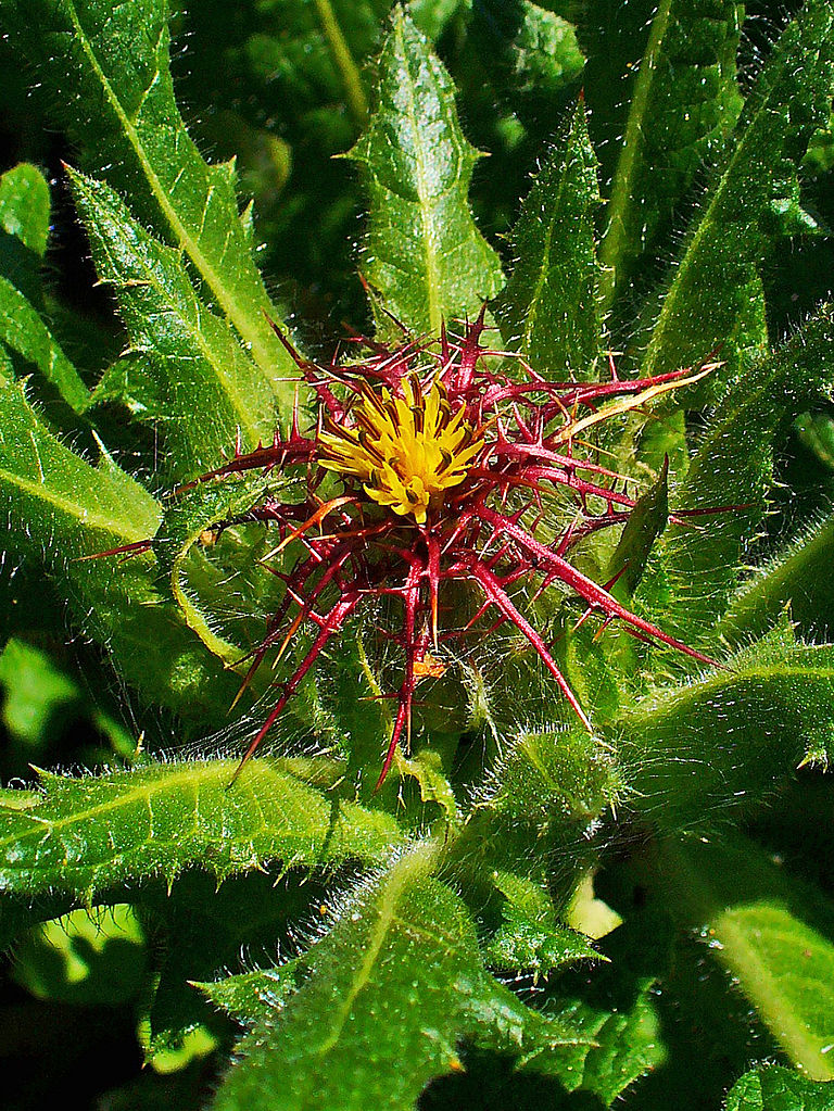 🌾 Blessed Thistle (Cnicus Benedictus)