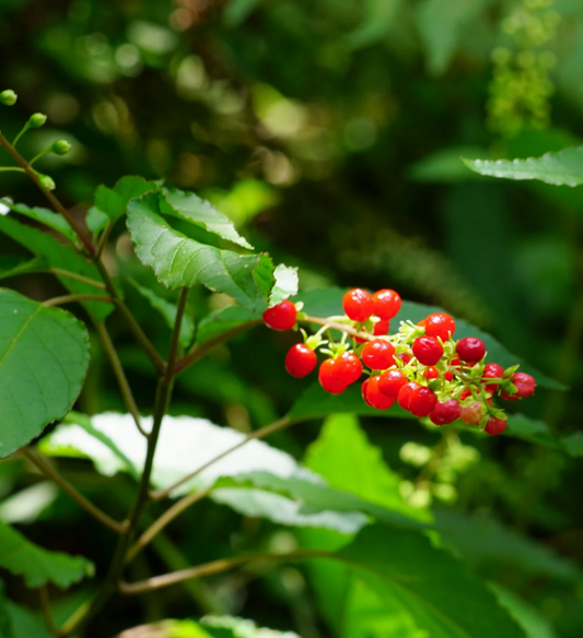 🌺 Dog Blood Bush (Rivina Humilis)