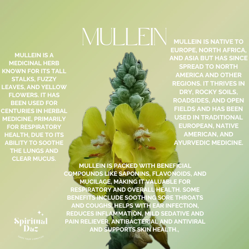 Mullein