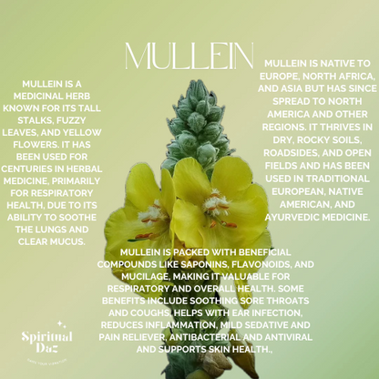 Mullein